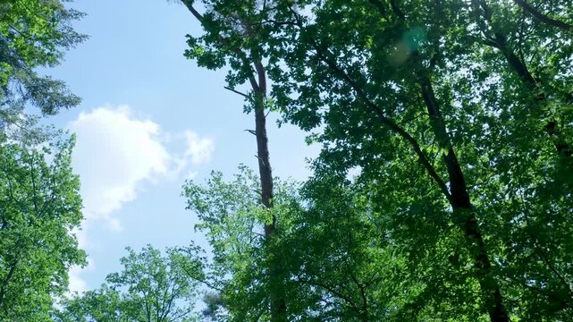 Low angle camera panning through green forest treetops