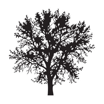 Silhouette of a bare tree in winter, intricate branches creating a complex pattern, isolated vector illustration for seasonal and abstract themes.