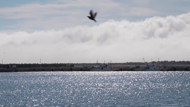 東北の漁港に停泊する漁船 青空と輝く海の港風景