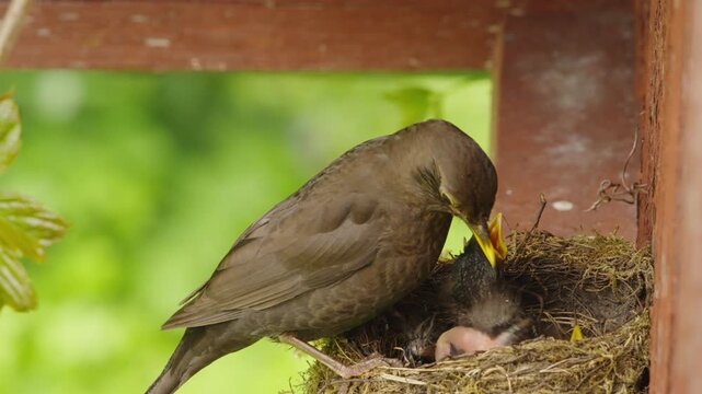 A female blackbird removes and swallows a fecal sac from a nestling. Two chicks stop begging and settle lower into the nest. Static close-up in natural daylight.