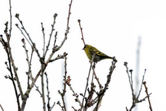 Male siskin on a bare twig
