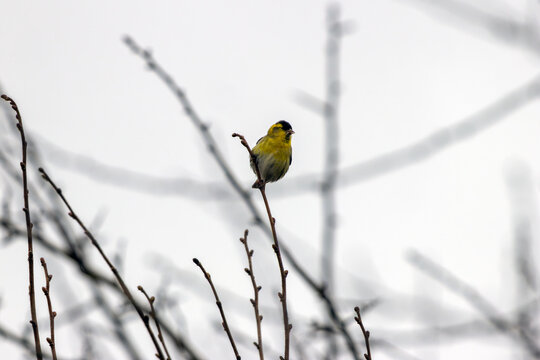 Male siskin perched on a twig