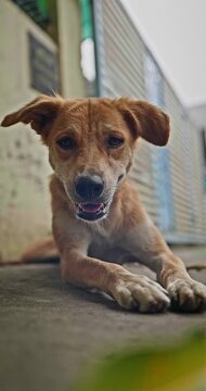 Stray Mother Dog Caring for Her Puppies, Cute Family of Dogs Playing, Running, and Exploring Outdoors in Horizontal and Vertical Shots