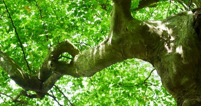 Looking up into green leafy canopy of deciduous tree in summer