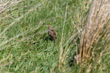Fototapeta premium Skylark in grassland
