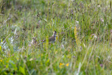 Fototapeta premium Skylark in a wildflower meadow