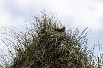 Fototapeta premium Skylark in marram grass