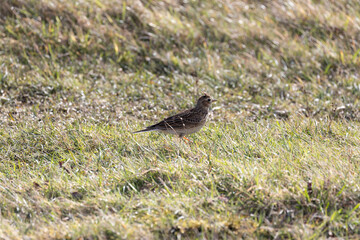 Fototapeta premium Skylark on grassland
