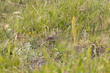Fototapeta premium Skylark in a wildflower meadow