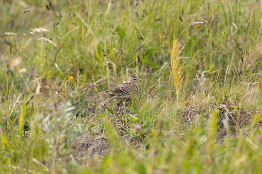 Skylark in a wildflower meadow