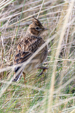 Skylark portrait with raised crest