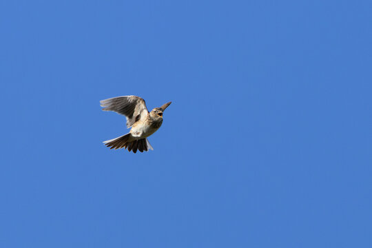 Skylark singing in flight