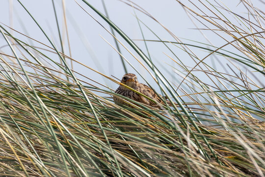 Skylark peering through dune grass