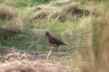 Fototapeta premium Skylark walking in grass