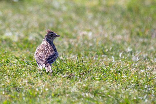 Skylark standing on grass