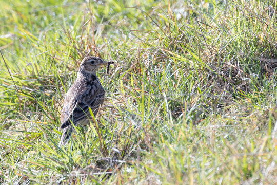 Skylark with food in its bill