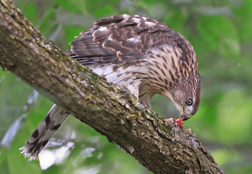 Cooper&rsquo;s hawk eating his prey perched on a tree branch with green background