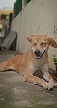 Stray Mother Dog Caring for Her Puppies, Cute Family of Dogs Playing, Running, and Exploring Outdoors in Horizontal and Vertical Shots