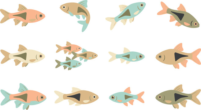 Colorful harlequin rasbora fish variety pack showing different swimming postures for creative artistic projects