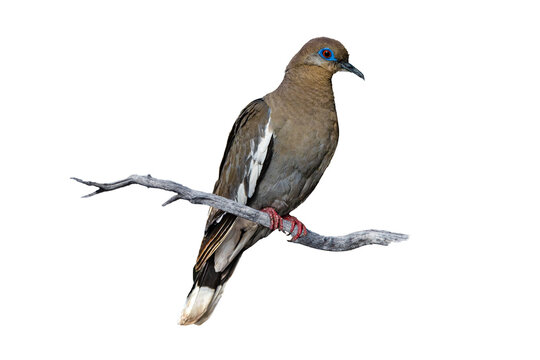 White-winged Dove (Zenaida asiatica) Photo, Perched Over a Transparent Isolated PNG Background