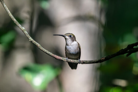 Female Ruby-throated humming bird taking a moment of rest between its feeding runs looking curiously.