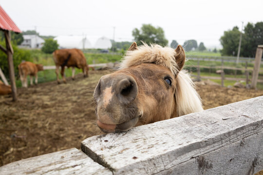 Cute light brown miniature horse with cream mane looking over fence at mini farm, Quebec City, Quebec, Canada