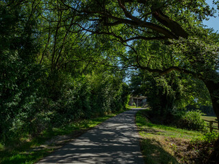Fototapeta premium Asphalt country road running through a scenic green tree tunnel with shadows and light under a blue summer sky
