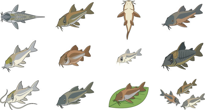 Set of corydoras catfish illustrations in flat vector style for aquarium hobbyists and marine life enthusiasts