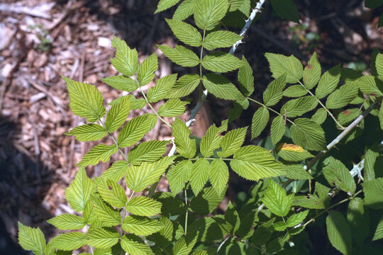 Rubus niveus - Mysore Raspberry Foliage Close-up
