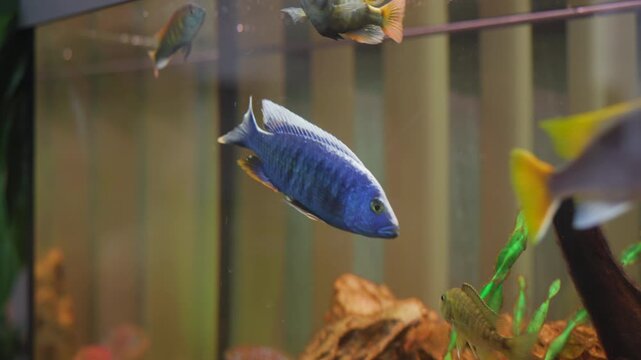 Blue cichlid orientation study in home aquarium showing pose changes and calm ornamental setting