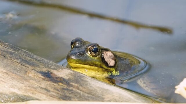 Green Frog Resting in Summer Pond Beside Log Nature Wildlife Video.