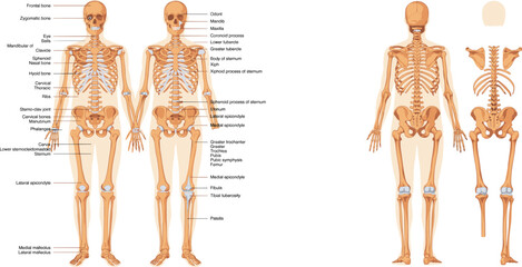 Labeled Anatomical Illustrations of the Human Skeleton from Front and Back anatomy bone © MostRohida