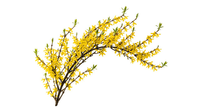 Springtime blossom branches showcasing a vibrant yellow forsythia shrub on a transparent background isolated PNG asset