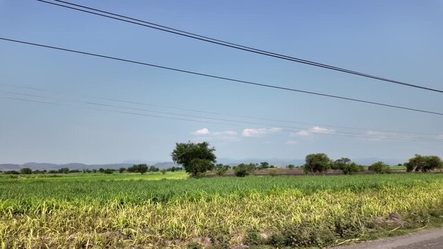 Vista panor&aacute;mica de un campo de cultivo agr&iacute;cola con &aacute;rboles verdes y cielo azul junto a la carretera, M&eacute;xico.