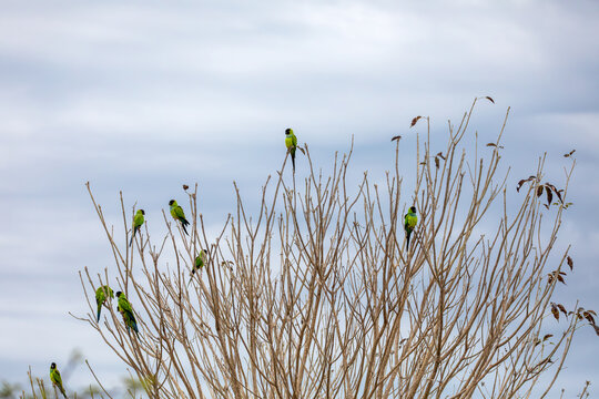 Bird Nanday Conure (Aratinga nenday), Miranda, Pantanal Brazil