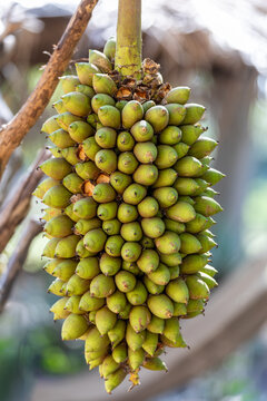 Plant Fruits Attalea phalerata, Pantanal, Brazil