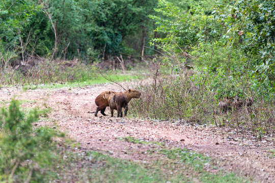 Wild Capybaras Walk on Dirt Path in Brazilian Wetlands Flora Vegetation Greenery