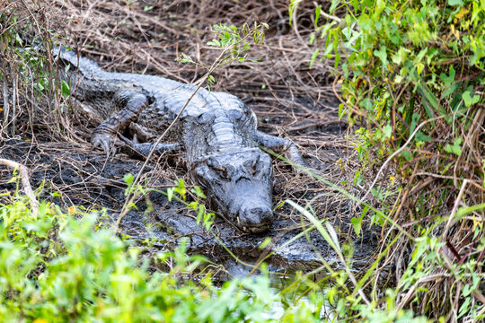 Reptile Yacare Caiman (Caiman yacare), Porto Esperanca, Pantanal Brazil