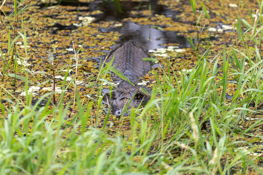 Reptile Yacare Caiman (Caiman yacare), Porto Esperanca, Pantanal Brazil