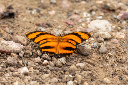 Beautiful orange and black striped Dryadula phaetusa butterfly resting on sandy ground with small pebbles in Porto Esperanca Brazil