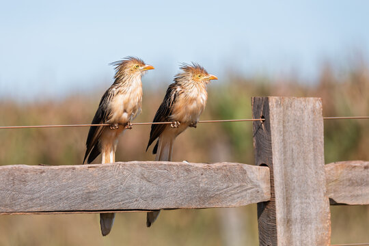 Two guira cuckoo (Guira Guira) birds perched on a rustic wooden fence under a clear blue sky in Brazil