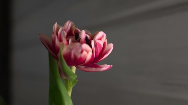 Cinematic Slow Motion Captures Tranquil Elegance Of Blooming Pink Tulip Amidst Subtle Dew And Gentle Sunlight. Media