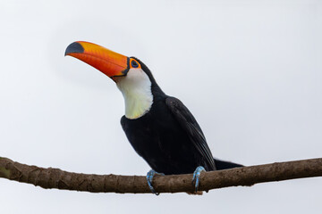 Fototapeta premium Bird Ramphastos toco (Ramphastos toco), Nhecolandia, Pantanal Brazil