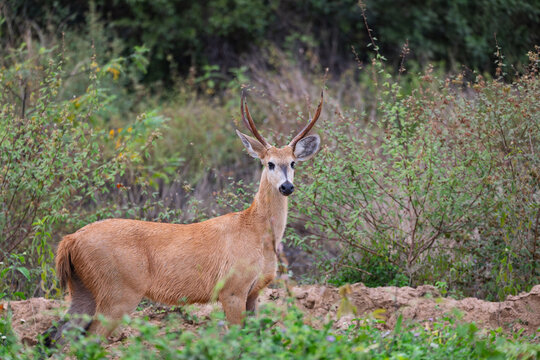 Mammal Marsh Deer (Blastocerus dichotomus) Nhecolandia, Pantanal Brazil