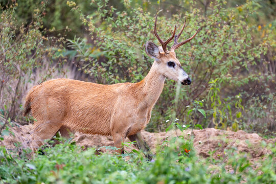 Mammal Marsh Deer (Blastocerus dichotomus) Nhecolandia, Pantanal Brazil