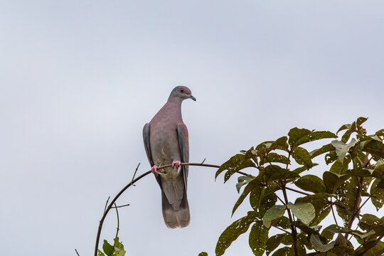 Bird Pale-vented pigeon (Patagioenas cayennensis). , Nhecolandia, Brazil