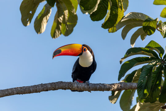 Bird Ramphastos toco (Ramphastos toco), Bodoquena, Brazil
