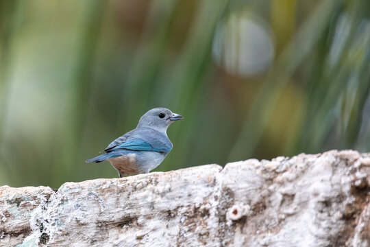 Bird Blue-gray Tanager (Thraupis sayaca), Miranda, Pantanal Brazil