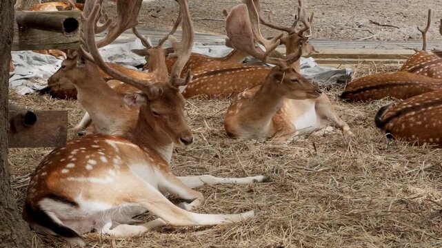 Spotted fallow deer herd with velvet antlers resting on straw video