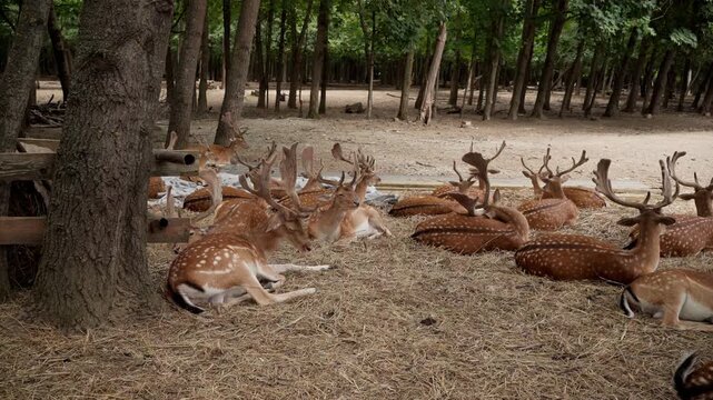 Spotted fallow deer herd resting in forest shadow stock video